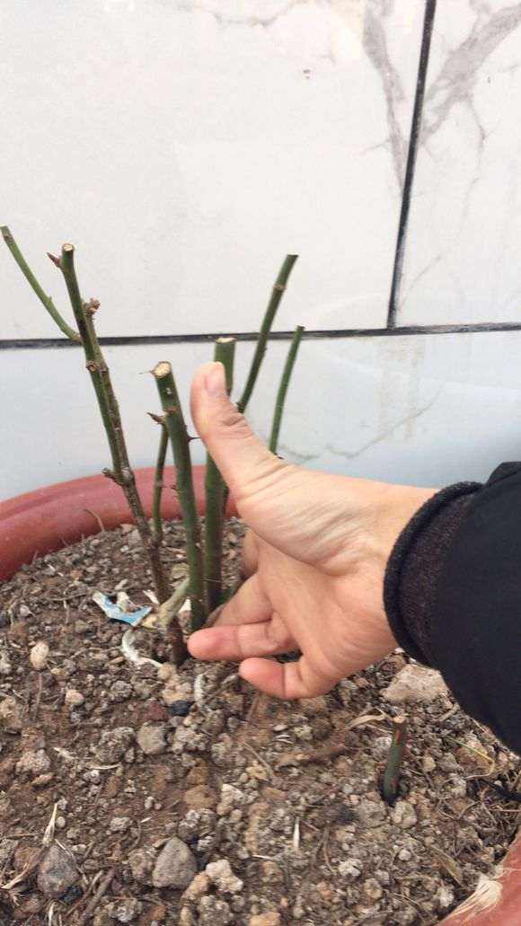 月季盆栽的侧枝长什么时候修剪最好