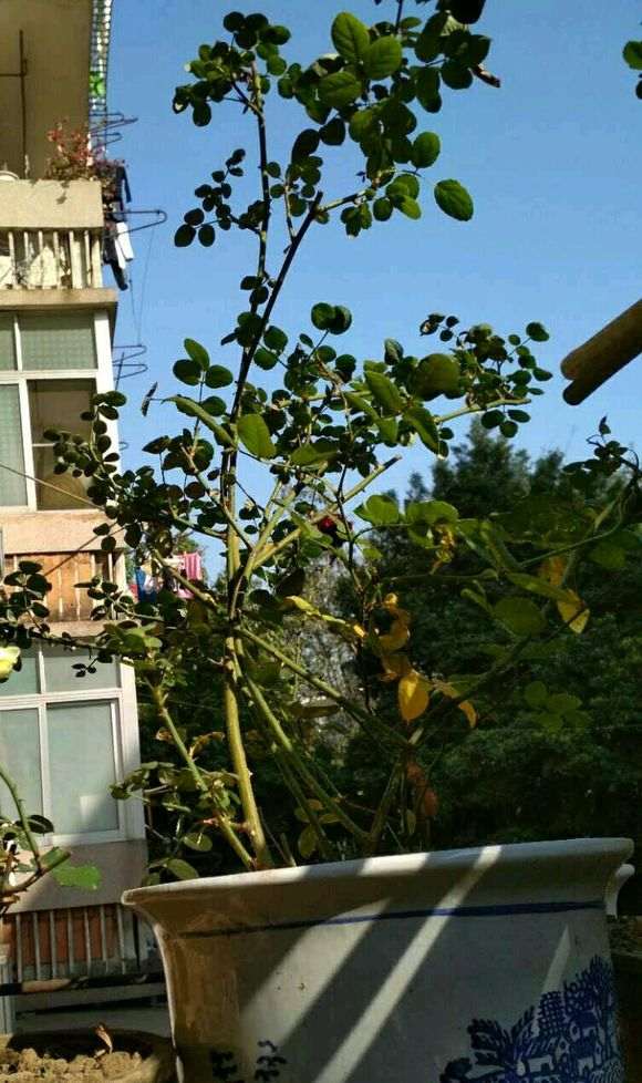 月季盆栽的侧枝长什么时候修剪最好