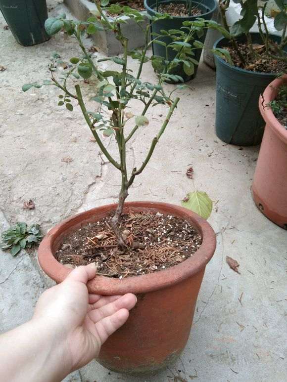 月季盆栽的侧枝长什么时候修剪最好