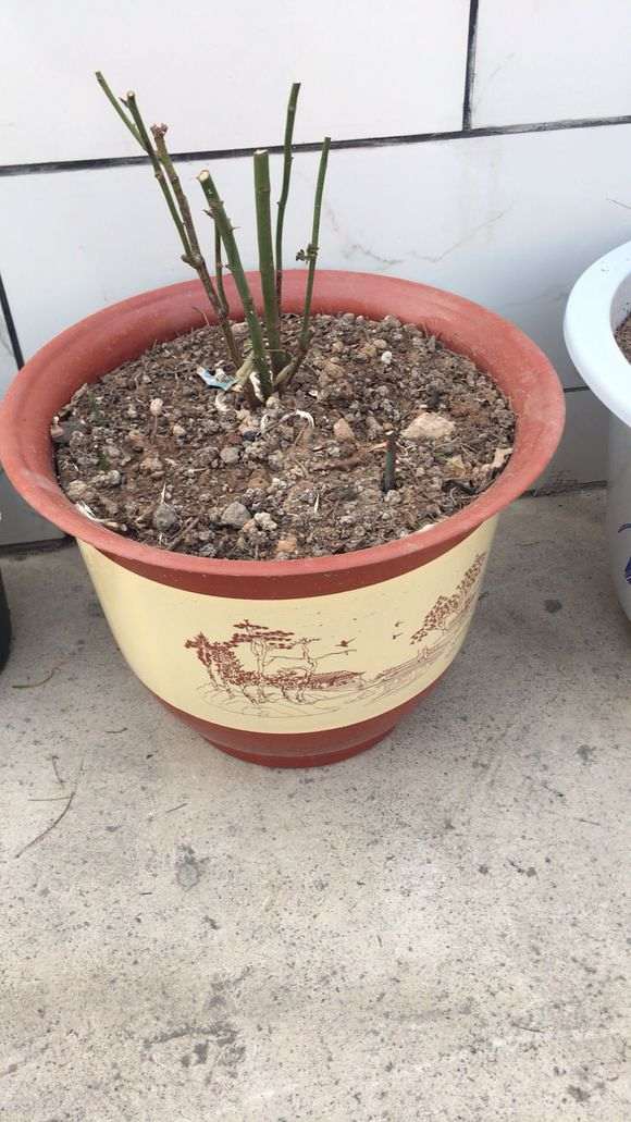 月季盆栽的侧枝长什么时候修剪最好