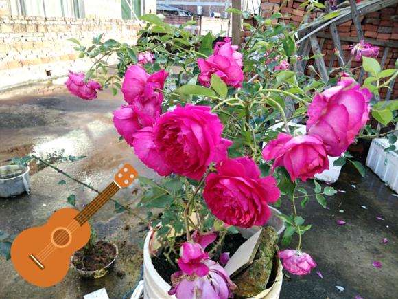 月季盆栽怎么改良纯园土的板结 图片