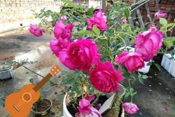 月季盆栽怎么改良纯园土的板结 图片