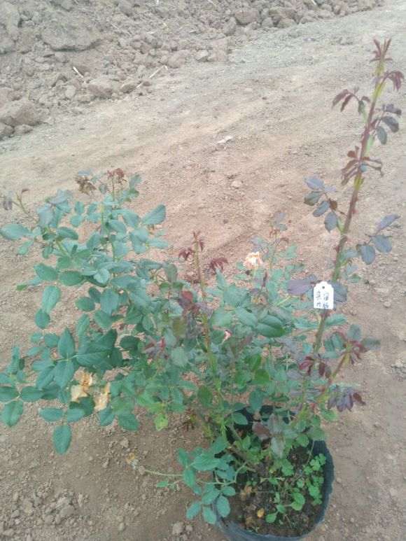 阳台盆栽 68元 价格贵吗 怎么样 图片