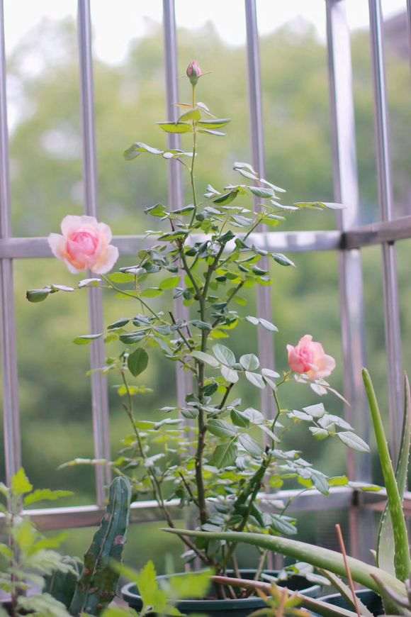 阳台盆栽 68元 价格贵吗 怎么样 图片