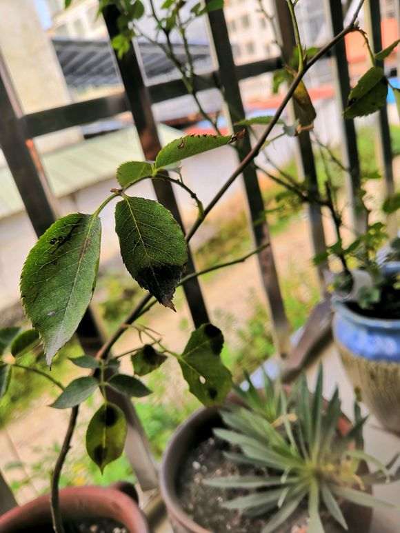 藤本月季盆栽用几加仑的盆 最好 图片