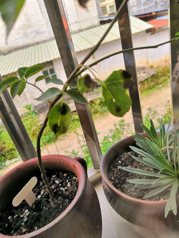 藤本月季盆栽用几加仑的盆 最好 图片