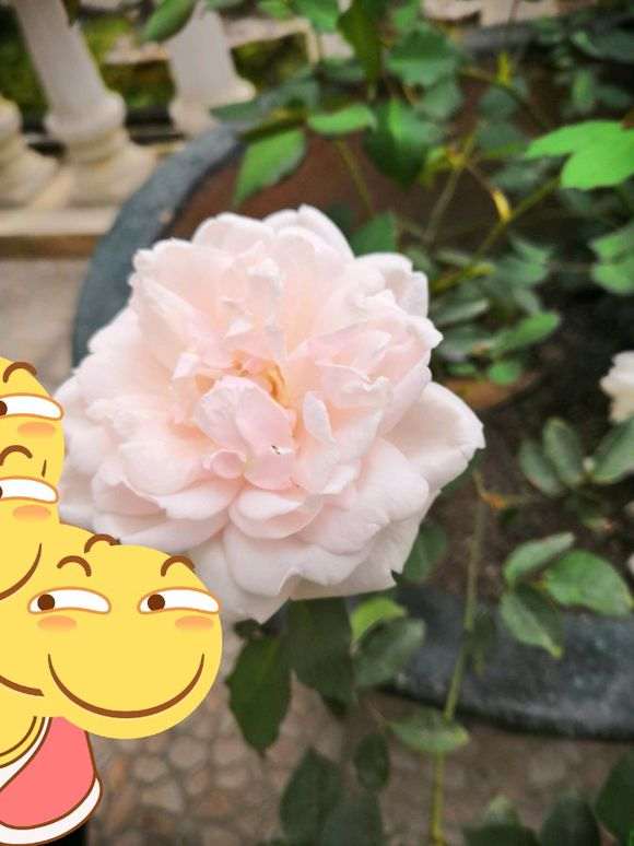 藤本月季盆栽用几加仑的盆 最好 图片