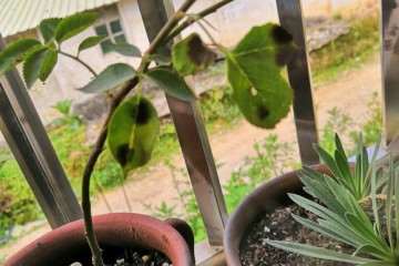 藤本月季盆栽用几加仑的盆 最好 图片