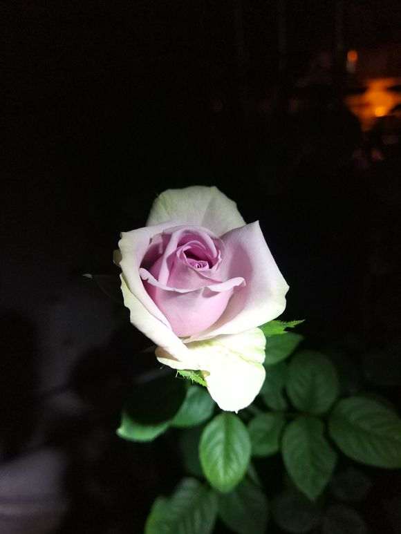 为什么阳台盆栽月季要经常给花盆转方向