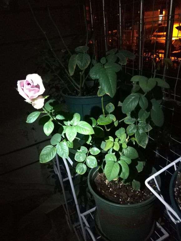 为什么阳台盆栽月季要经常给花盆转方向