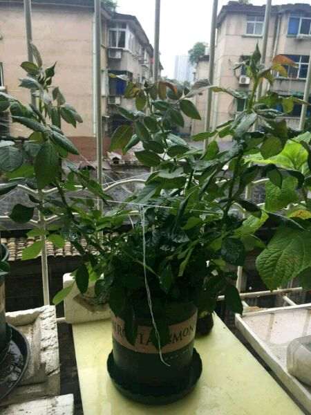 为什么阳台盆栽月季要经常给花盆转方向