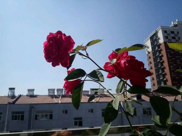 为什么月季盆栽室外能不能过冬 图片