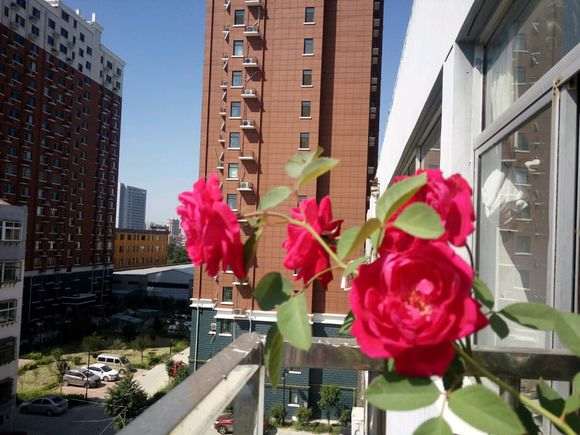 为什么月季盆栽室外能不能过冬 图片