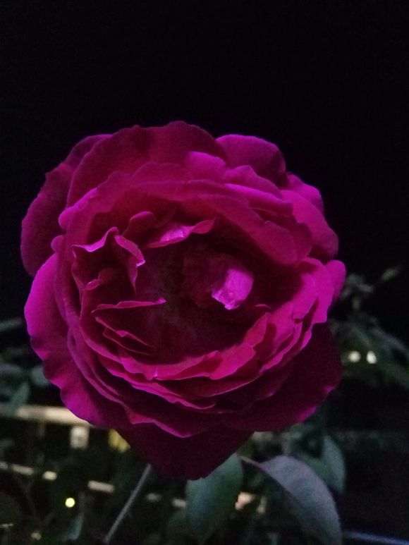 为什么月季盆栽室外能不能过冬 图片