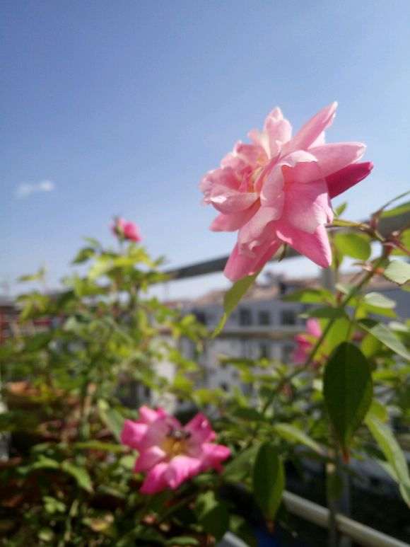 为什么月季盆栽室外能不能过冬 图片