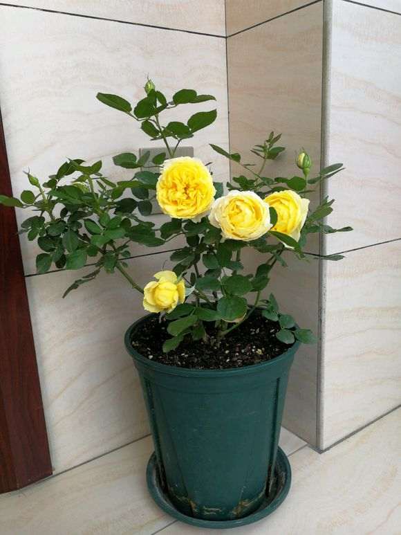 阳台盆栽一年的月季 怎么样 图片