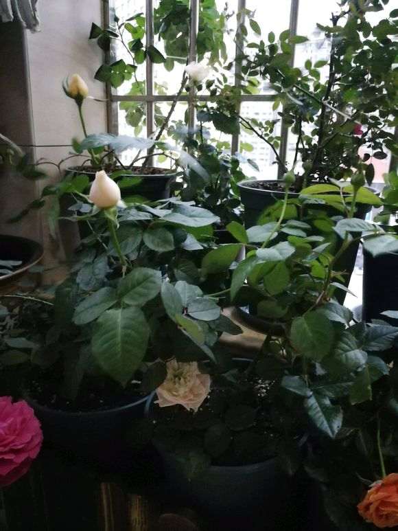 阳台盆栽一年的月季 怎么样 图片