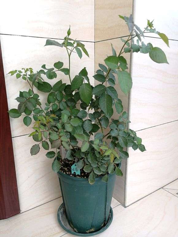 阳台盆栽一年的月季 怎么样 图片