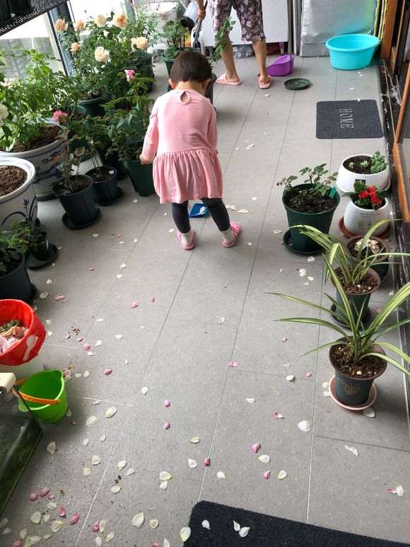 盆栽月季怎么铺面的方法 图片