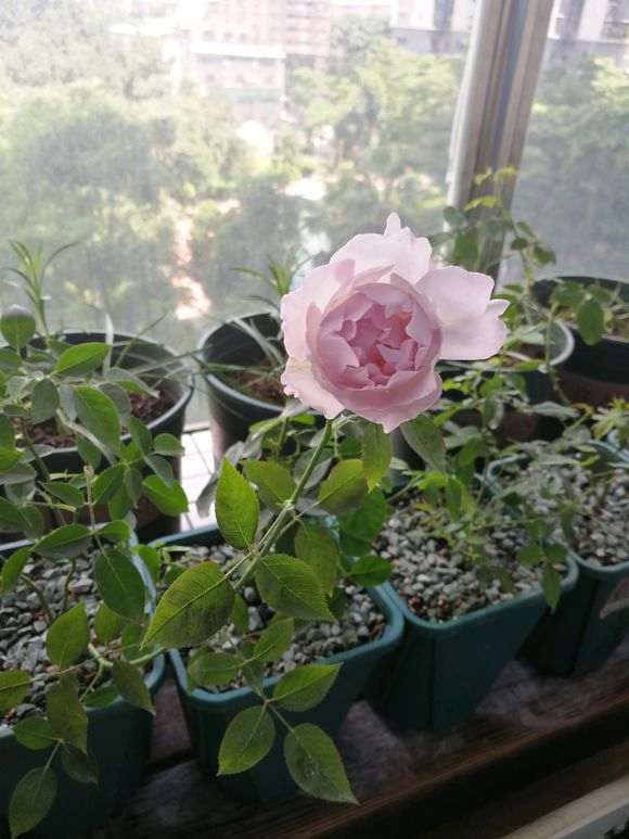 盆栽月季怎么铺面的方法 图片