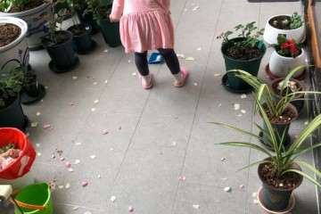 盆栽月季用什么园土和松鳞 最好 图片