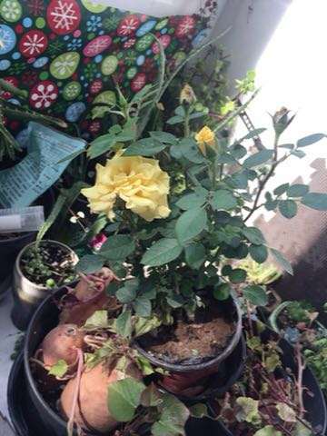 什么灌木月季盆栽抗病好 长势快 图片