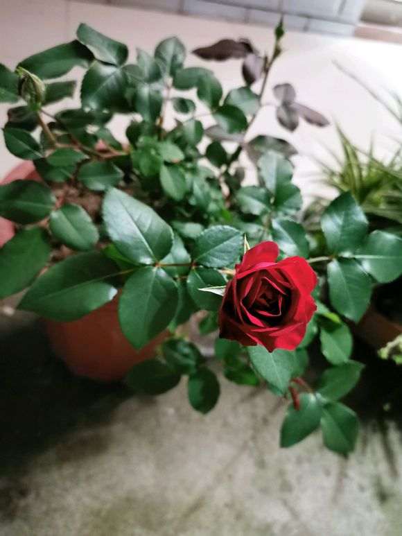 什么灌木月季盆栽抗病好 长势快 图片