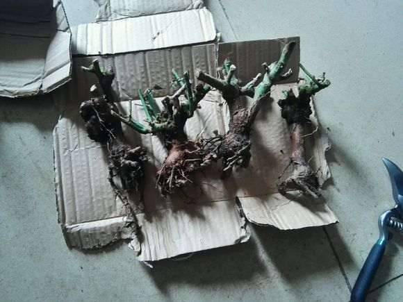 八年月季下山桩老桩怎么嫁接的方法