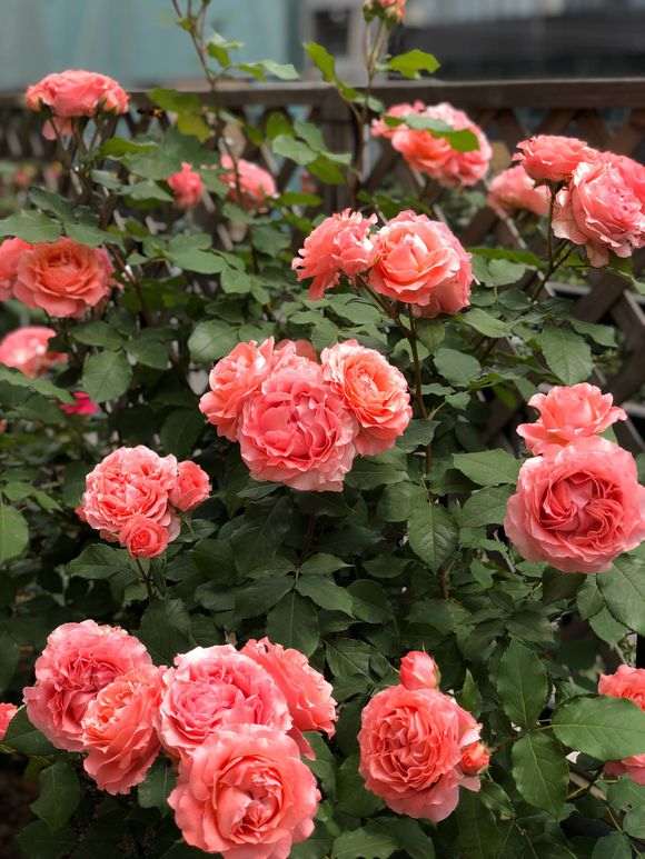 珊瑚月季适合盆栽吗 怎么样 图片