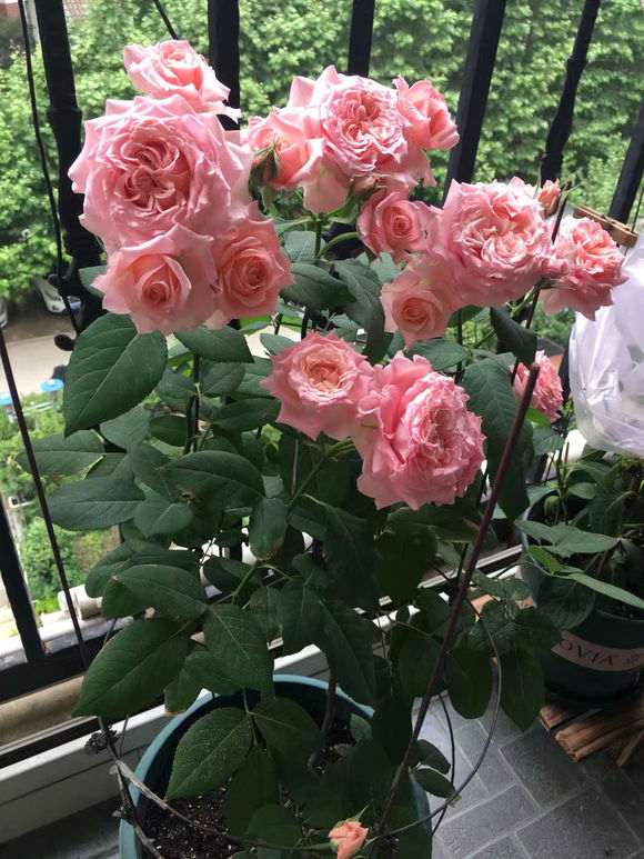 珊瑚月季适合盆栽吗 怎么样 图片