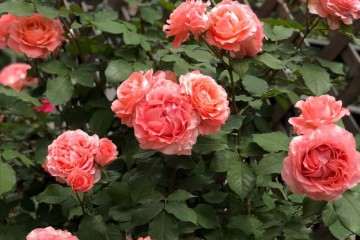 盆栽月季室外多少度时移叫到室内 图片