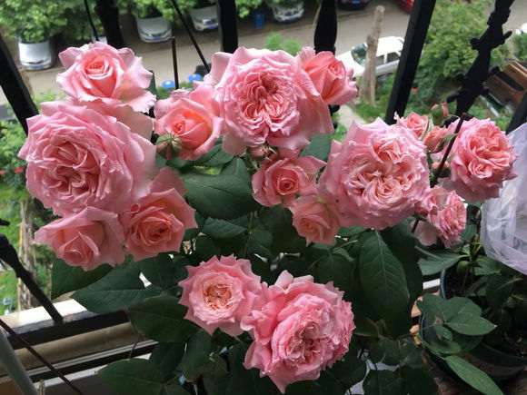 北京盆栽的月季怎么过冬的方法 图片