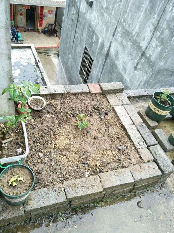 盆栽月季土都是怎么配 最好 图片