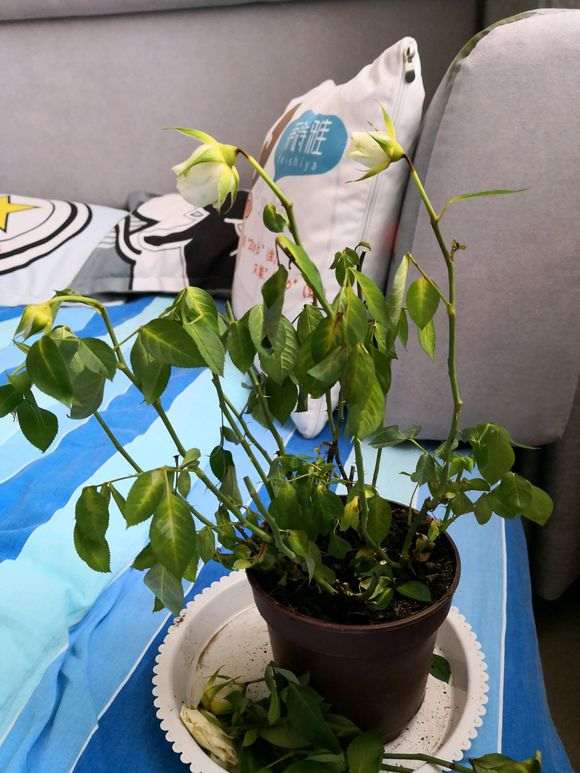 月季盆栽 买回来 就这样了 怎么办 图片