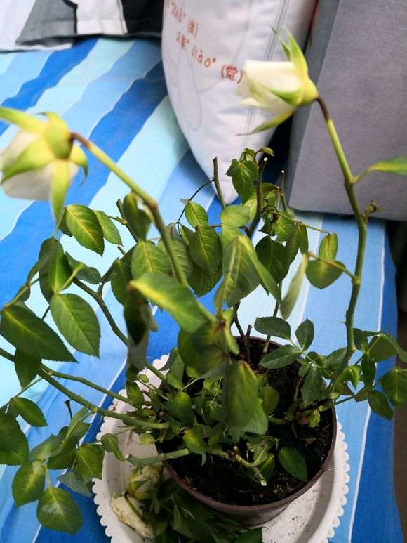 月季盆栽 买回来 就这样了 怎么办 图片