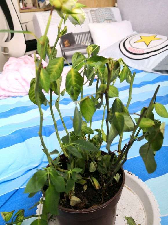 月季盆栽 买回来 就这样了 怎么办 图片