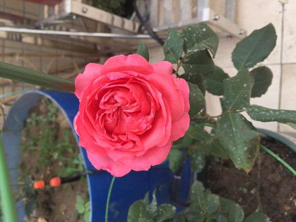 大灌木月季盆栽 花后该怎么修剪