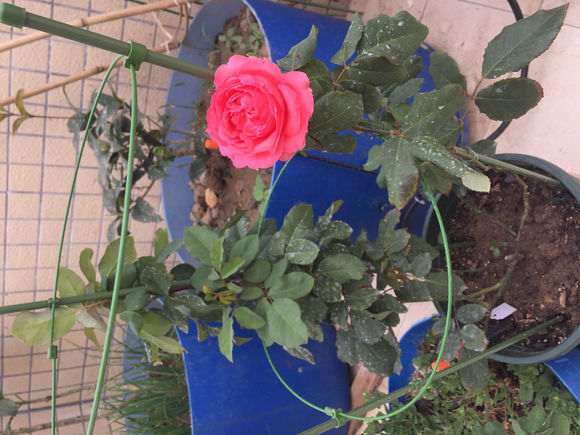 大灌木月季盆栽 花后该怎么修剪