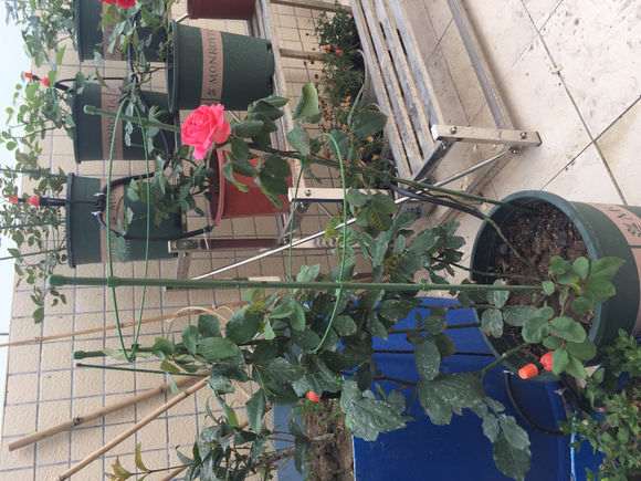 大灌木月季盆栽 花后该怎么修剪