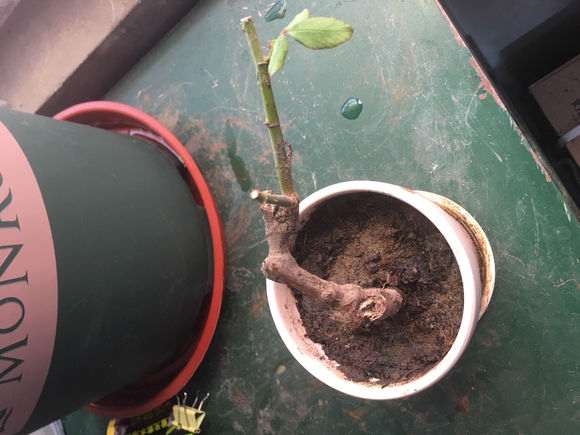 挖月季下山桩伤根了 还能成活吗 图片