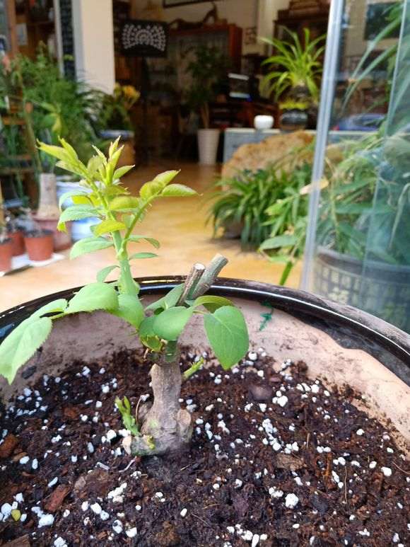 挖月季下山桩伤根了 还能成活吗 图片