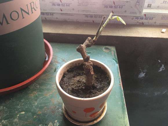 挖月季下山桩伤根了 还能成活吗 图片