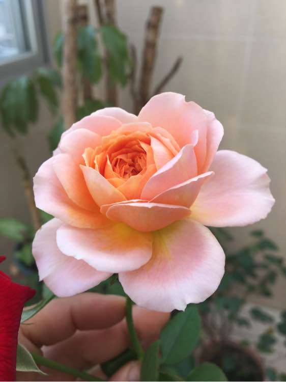 为什么种月季盆栽很累死 怎么办 图片