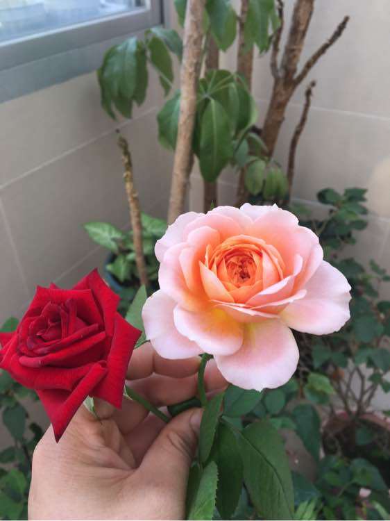 为什么种月季盆栽很累死 怎么办 图片