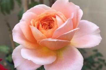 为什么种月季盆栽很累死 怎么办 图片