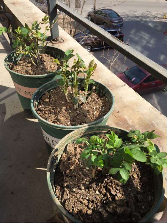 新手阳台盆栽月季怎么顺利过冬 图片