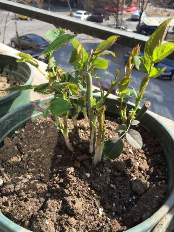 新手阳台盆栽月季怎么顺利过冬 图片