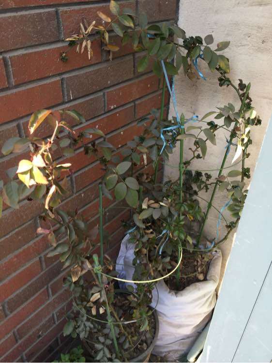 新手阳台盆栽月季怎么顺利过冬 图片