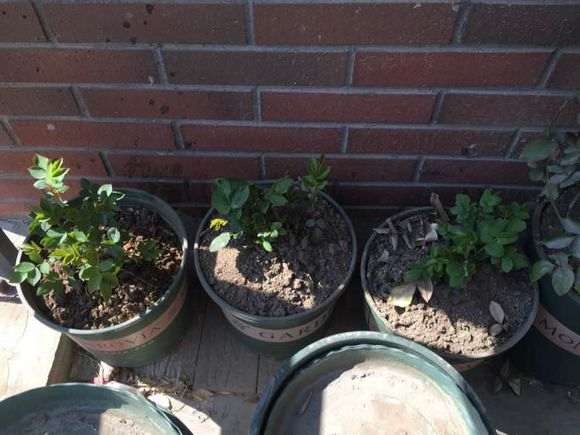 新手阳台盆栽月季怎么顺利过冬 图片