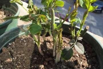 新手阳台盆栽月季怎么顺利过冬 图片